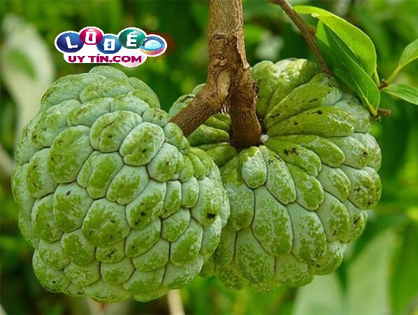 Mơ thấy quả na có điềm báo gì? Đánh con gì để trúng lớn? 1 Mơ thấy quả na có điềm báo gì? Đánh con gì để trúng lớn?