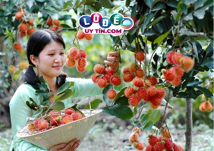 Mơ thấy trái cây, hoa quả có phải điềm tốt? Đánh con gì đẹp 30 Mơ thấy trái cây, hoa quả có phải điềm tốt? Đánh con gì đẹp
