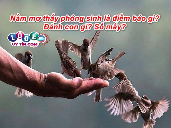 Nằm mơ thấy phóng sinh là điềm báo gì? Đánh con gì may mắn? 19 Nằm mơ thấy phóng sinh là điềm báo gì? Đánh con gì may mắn?