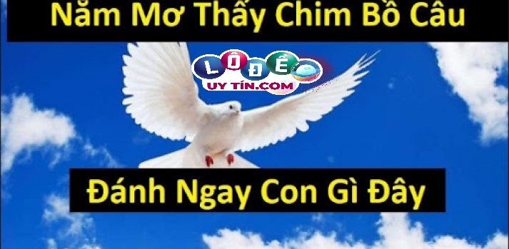 Mơ thấy chim bồ câu là điềm báo tốt hay xấu, nên đánh đề gì? 24 Mơ thấy chim bồ câu là điềm báo tốt hay xấu, nên đánh đề gì?