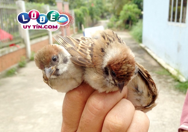 Giải mã mơ thấy chim là điềm gì, đánh số mấy? 1 Giải mã mơ thấy chim là điềm gì, đánh số mấy?