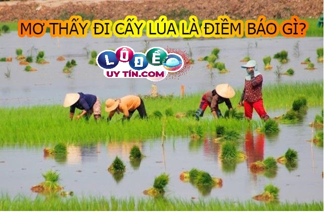 Giải mã giấc mơ thấy đi cấy lúa có phải là điềm tốt hay xấu? 8 Giải mã giấc mơ thấy đi cấy lúa có phải là điềm tốt hay xấu?