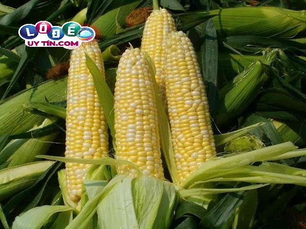 Giải mã giấc mơ thấy bắp ngô dự báo điều gì? Đánh con gì? 20 Giải mã giấc mơ thấy bắp ngô dự báo điều gì? Đánh con gì?