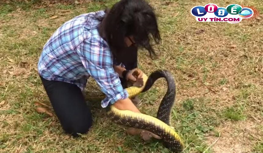 Nằm mơ bắt rắn là điềm gì, đánh con gì may mắn? 1 Nằm mơ bắt rắn là điềm gì, đánh con gì may mắn?