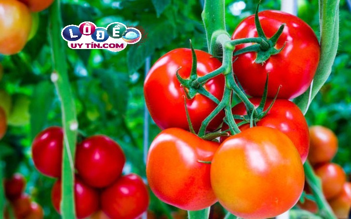 Mơ thấy quả cà chua là điềm báo gì? Lý giải hiện tượng bí ẩn 13 Mơ thấy quả cà chua là điềm báo gì? Lý giải hiện tượng bí ẩn
