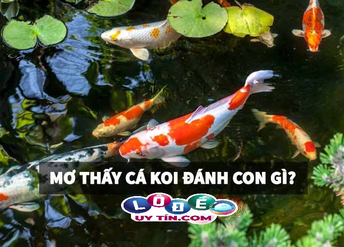 Điểm báo nằm mơ thấy cá koi là gì, đánh con gì? 26 Điểm báo nằm mơ thấy cá koi là gì, đánh con gì?