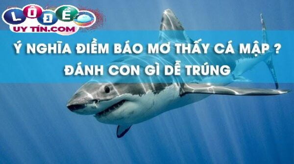 Mơ thấy cá mập đánh con gì, báo hiệu điều gì? 31 Mơ thấy cá mập đánh con gì, báo hiệu điều gì?