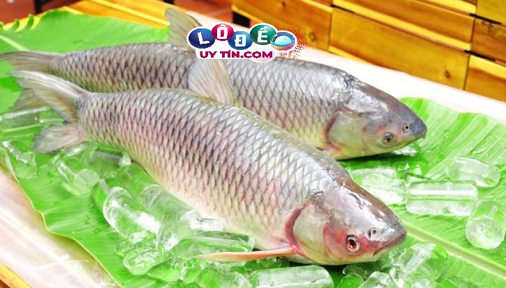 Mơ thấy cá chết có ý nghĩa gì? Mơ thấy cá chết đánh số gì? 14 Mơ thấy cá chết có ý nghĩa gì? Mơ thấy cá chết đánh số gì?