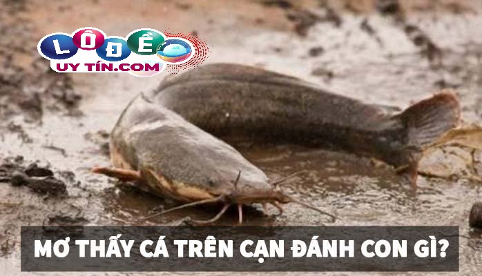 Nằm mơ thấy cá là điềm báo gì? Mơ thấy cá đánh đề con gì? 8 Nằm mơ thấy cá là điềm báo gì? Mơ thấy cá đánh đề con gì?