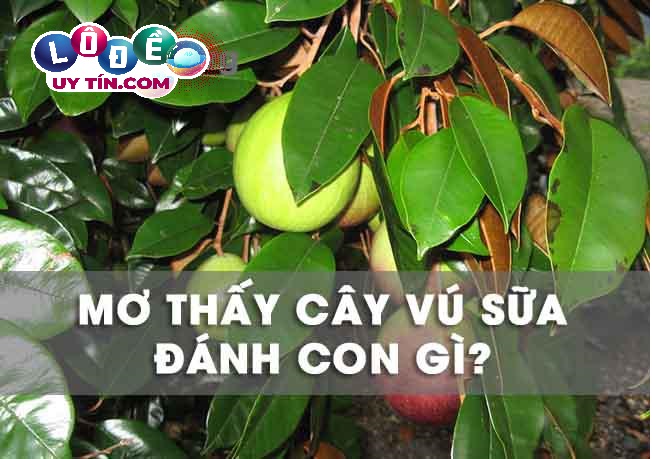 Giải mã nằm mơ thấy cây vú sữa điềm gì, đánh con gì? 1 Giải mã nằm mơ thấy cây vú sữa điềm gì, đánh con gì?