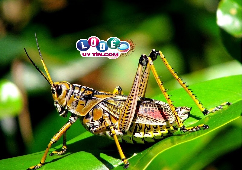 Nằm mơ thấy châu chấu đánh con gì tốt nhất? Là điềm báo gì 26 Nằm mơ thấy châu chấu đánh con gì tốt nhất? Là điềm báo gì