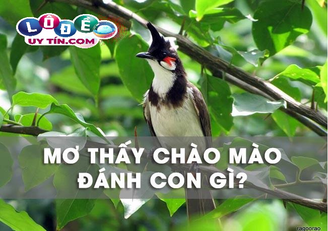 Mơ thấy chim chào mào là điềm báo gì? Nên đánh đề con gì? 1 Mơ thấy chim chào mào là điềm báo gì? Nên đánh đề con gì?
