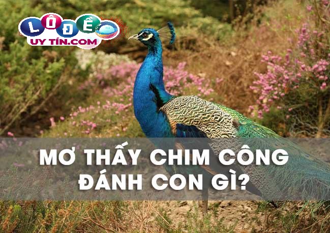 Nằm mơ thấy chim công là tốt hay xấu? Đánh con gì chuẩn nhất 12 Nằm mơ thấy chim công là tốt hay xấu? Đánh con gì chuẩn nhất