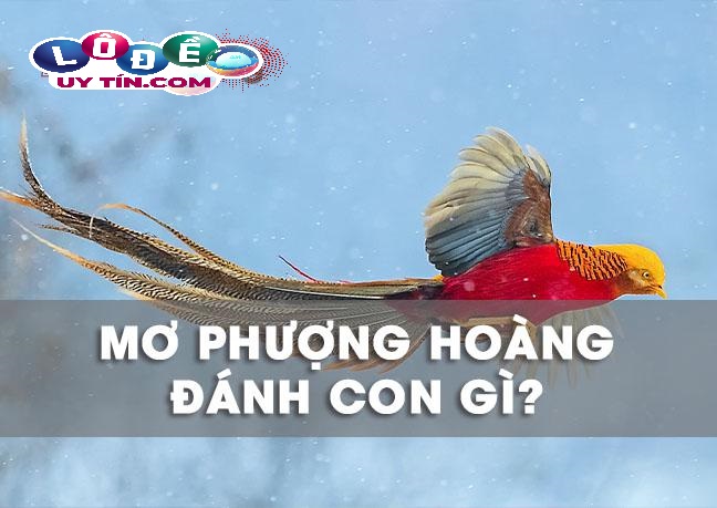 Mơ thấy chim phượng hoàng có ý nghĩa gì, đánh số mấy? 20 Mơ thấy chim phượng hoàng có ý nghĩa gì, đánh số mấy?