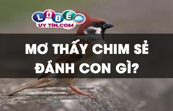 Mơ thấy chim sẻ đánh con gì? Ý nghĩa giấc mơ thấy chim sẻ 10 Mơ thấy chim sẻ đánh con gì? Ý nghĩa giấc mơ thấy chim sẻ