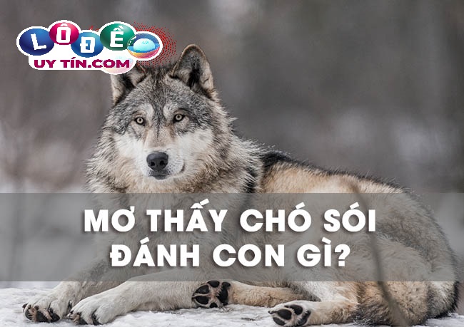 Giải mã ý nghĩa giấc mơ thấy chó sói đánh con gì trúng lớn? 1 Giải mã ý nghĩa giấc mơ thấy chó sói đánh con gì trúng lớn?