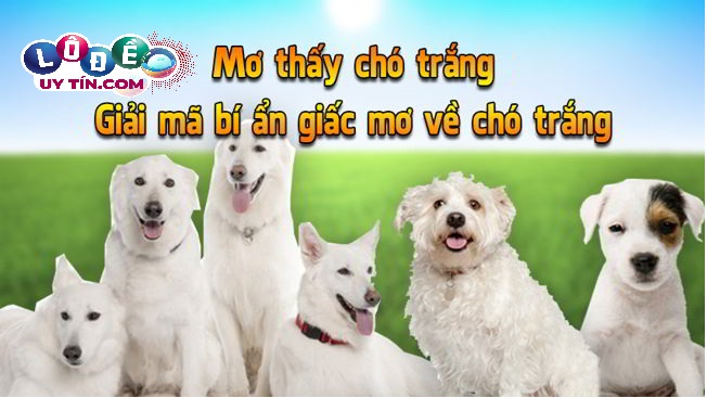 Nằm mơ thấy chó trắng tốt hay xấu, nên đánh con gì? 6 Nằm mơ thấy chó trắng tốt hay xấu, nên đánh con gì?