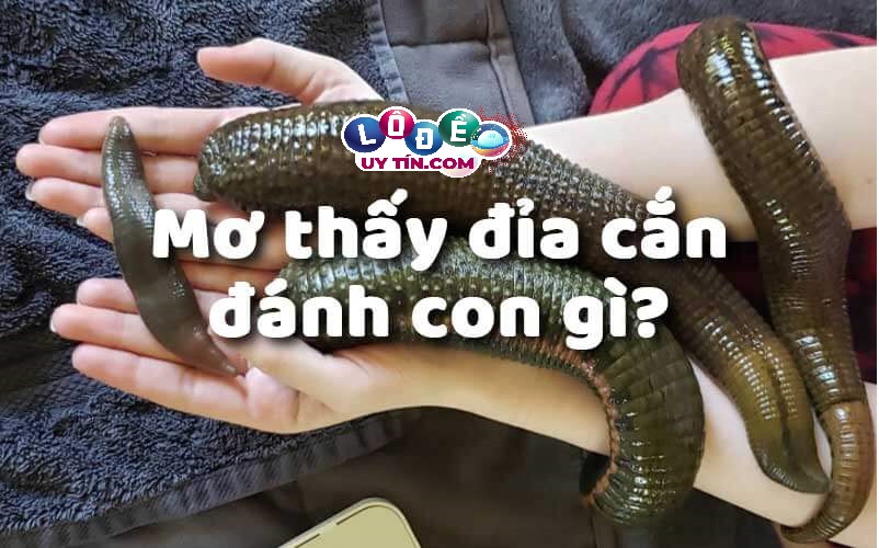 Mơ thấy con đỉa cắn đánh con gì may mắn? 20 Mơ thấy con đỉa cắn đánh con gì may mắn?