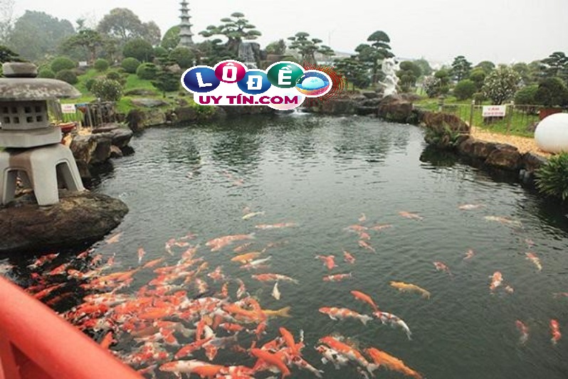 Giải mã mơ thấy cá bơi trong nước đánh con gì 25 Giải mã mơ thấy cá bơi trong nước đánh con gì