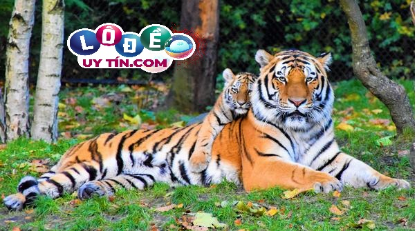 Giải mộng giấc mơ thấy hổ đánh số gì? Tìm hiểu ý nghĩa về hổ 6 Giải mộng giấc mơ thấy hổ đánh số gì? Tìm hiểu ý nghĩa về hổ