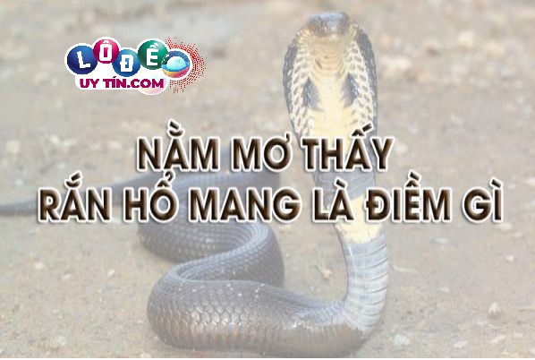 Giải mã điềm báo nằm mơ thấy rắn hổ mang đánh con gì 18 Giải mã điềm báo nằm mơ thấy rắn hổ mang đánh con gì