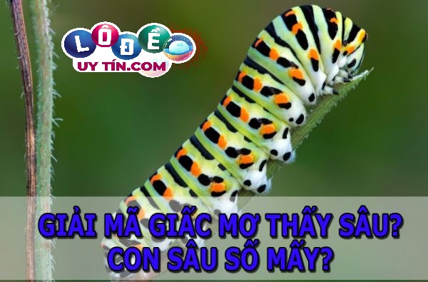 Phân tích giấc mơ thấy sâu đánh số gì? Giải mã ý nghĩa này 11 Phân tích giấc mơ thấy sâu đánh số gì? Giải mã ý nghĩa này