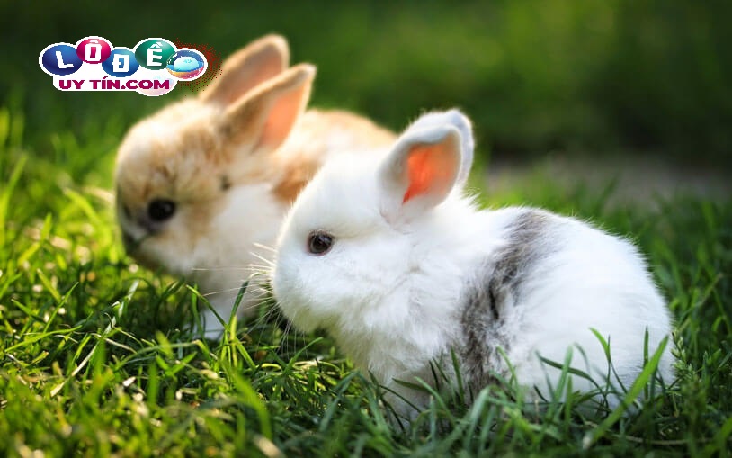 Chiêm bao mơ thấy thỏ báo hiệu điều gì? Bật mí bí ẩn đáng sợ 25 Chiêm bao mơ thấy thỏ báo hiệu điều gì? Bật mí bí ẩn đáng sợ