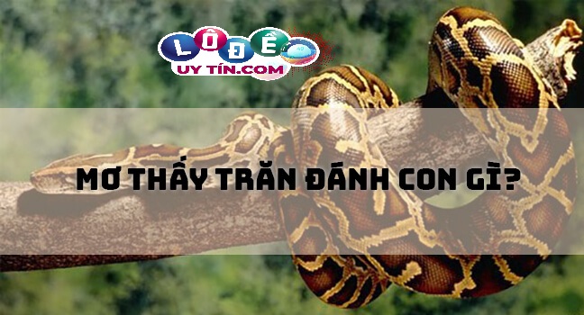 Mơ thấy con trăn đánh số gì? Điềm báo mơ thấy trăn 16 Mơ thấy con trăn đánh số gì? Điềm báo mơ thấy trăn
