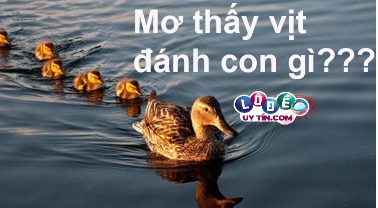 Mơ thấy vịt đánh con gì, số nào dễ trúng nhất? 9 Mơ thấy vịt đánh con gì, số nào dễ trúng nhất?