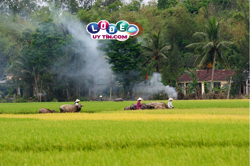 Nằm mơ về quê đánh con gì, là điềm báo gì? 10 Nằm mơ về quê đánh con gì, là điềm báo gì?