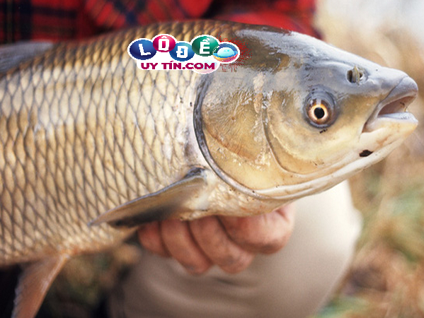 Giải mã mơ thấy cá trắm đánh con gì, là điềm gì 12 Giải mã mơ thấy cá trắm đánh con gì, là điềm gì