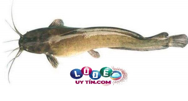 Nằm mơ thấy cá trê đánh số mấy, là điềm báo gì? 32 Nằm mơ thấy cá trê đánh số mấy, là điềm báo gì?