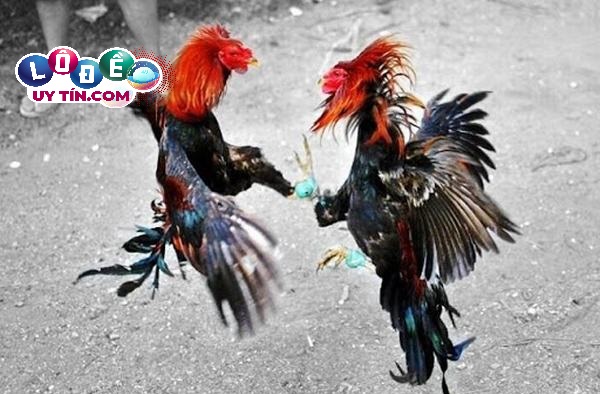 Mơ thấy gà đá nhau đánh con gì dễ ăn nhất? Là điềm báo gì? 16 Mơ thấy gà đá nhau đánh con gì dễ ăn nhất? Là điềm báo gì?