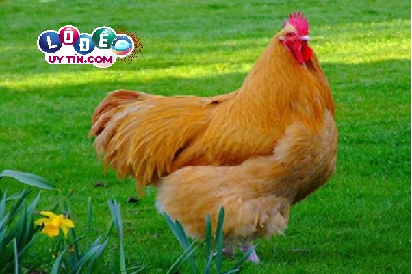 Chiêm bao mơ thấy gà có ý nghĩa gì, đánh số bao nhiêu? 1 Chiêm bao mơ thấy gà có ý nghĩa gì, đánh số bao nhiêu?