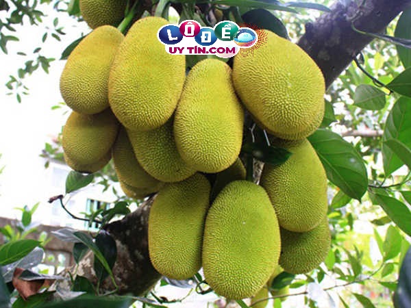 Chiêm bao mơ thấy quả mít có ý nghĩa gì? Đánh số gì rực rỡ? 21 Chiêm bao mơ thấy quả mít có ý nghĩa gì? Đánh số gì rực rỡ?