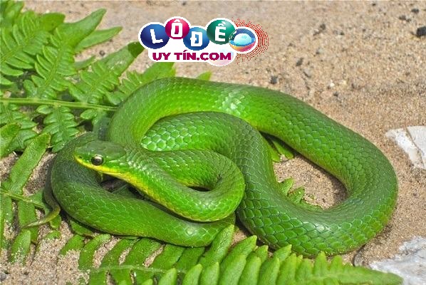 Nằm mơ thấy rắn xanh đánh con gì, điềm báo gì? 15 Nằm mơ thấy rắn xanh đánh con gì, điềm báo gì?