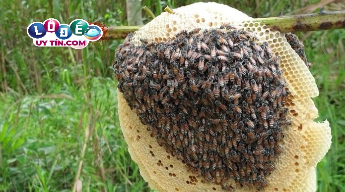 Nằm mơ thấy ong có ý nghĩa gì? Giải mã giấc mơ thấy ong 14 Nằm mơ thấy ong có ý nghĩa gì? Giải mã giấc mơ thấy ong
