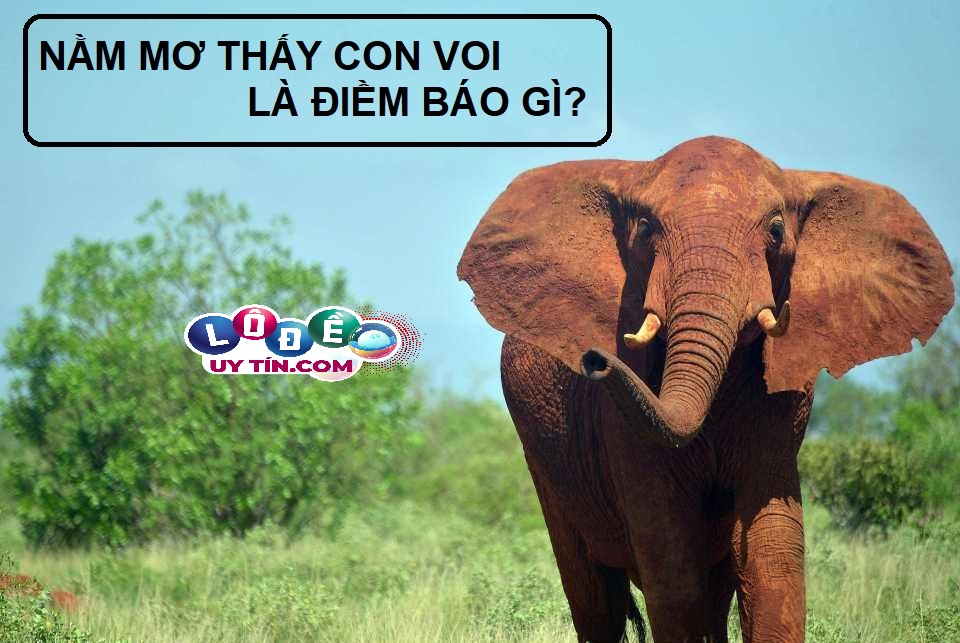 Ngủ mơ thấy voi là điềm báo gì? Chiêm bao về loài vật to lớn 27 Ngủ mơ thấy voi là điềm báo gì? Chiêm bao về loài vật to lớn