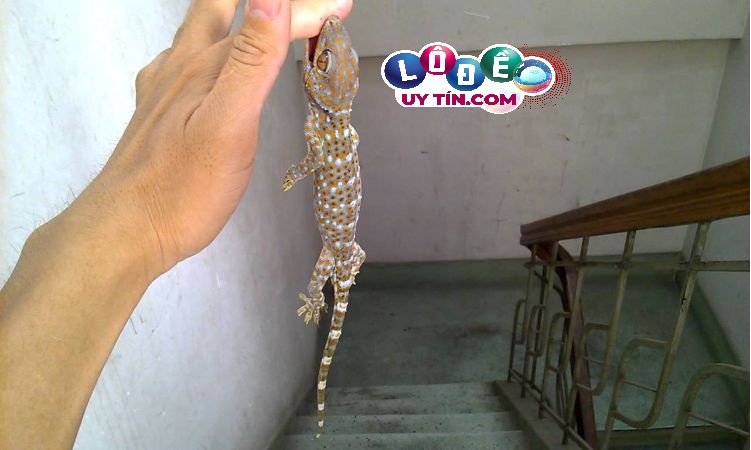 Mơ thấy tắc kè đánh con gì dễ ăn - Giải mã giấc mơ 12 Mơ thấy tắc kè đánh con gì dễ ăn - Giải mã giấc mơ