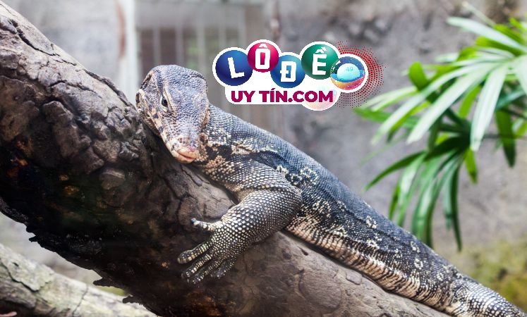 Mơ thấy kỳ đà là điềm báo gì? Đánh số nào dễ ăn? 20 Mơ thấy kỳ đà là điềm báo gì? Đánh số nào dễ ăn?