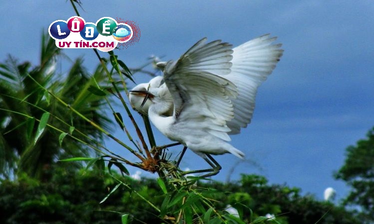 Mơ thấy con cò có ý nghĩa gì ? Con số nào may mắn? 11 Mơ thấy con cò có ý nghĩa gì ? Con số nào may mắn?