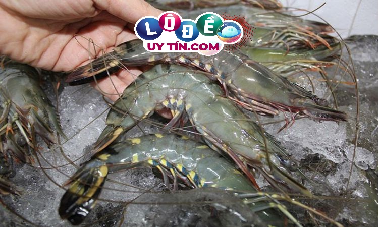 Nằm mơ thấy bắt tôm là điềm gì, đánh con gì đẹp nhất? 28 Nằm mơ thấy bắt tôm là điềm gì, đánh con gì đẹp nhất?