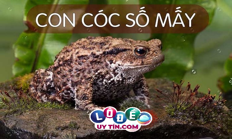 Mơ thấy cóc có ý nghĩa gì, đánh con gì để trúng? 9 Mơ thấy cóc có ý nghĩa gì, đánh con gì để trúng?