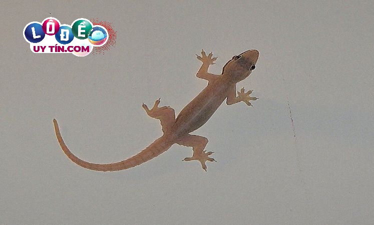 Nằm mơ thấy thằn lằn là điềm gì? Nên đánh con gì? 14 Nằm mơ thấy thằn lằn là điềm gì? Nên đánh con gì?