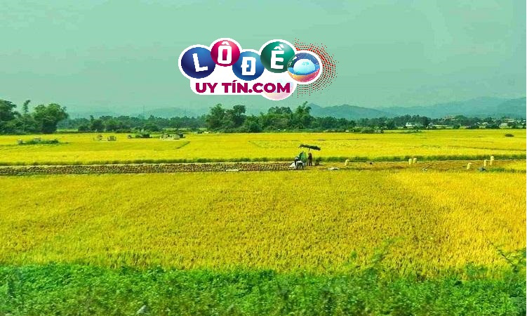 Mơ thấy cánh đồng lúa dự báo điềm gì, đánh con số gì? 29 Mơ thấy cánh đồng lúa dự báo điềm gì, đánh con số gì?
