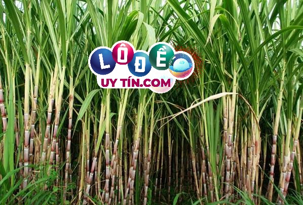 Nằm mơ thấy cây mía là điềm báo gì, đánh con gì? 6 Nằm mơ thấy cây mía là điềm báo gì, đánh con gì?