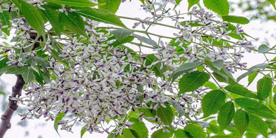 Mơ thấy cây chuối, cây khế, cây xoan thì đánh đề con gì 17 Mơ thấy cây chuối, cây khế, cây xoan thì đánh đề con gì